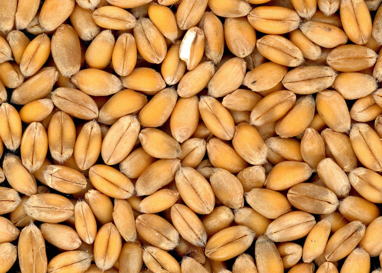 wheat, grains, food-4509.jpg