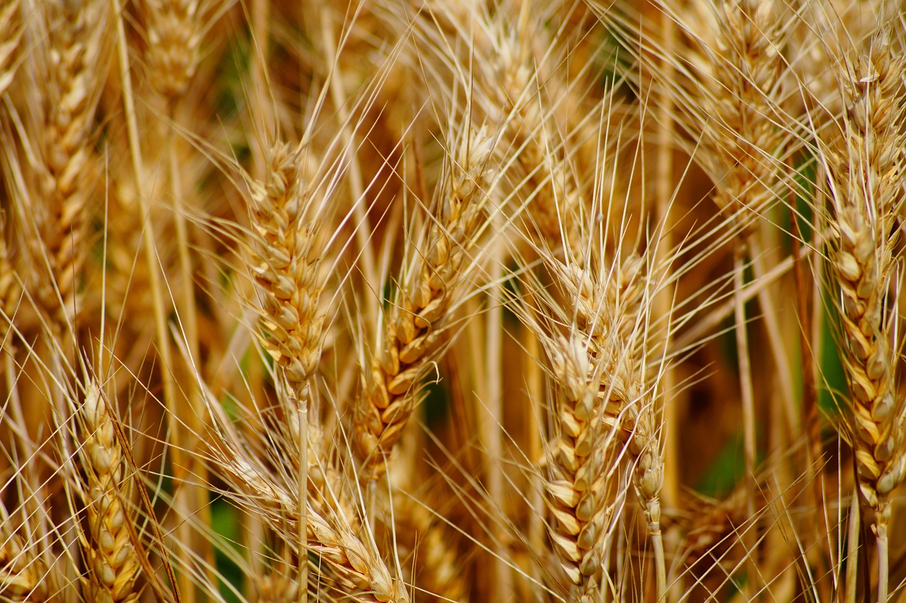 wheat, fields, cereals-1843490.jpg